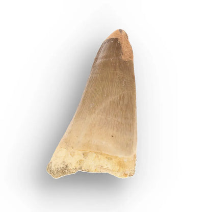 Get your Mosasaur Predator Tooth Fossil from Morocco online now or in store at Forever Gems in Franschhoek, South Africa