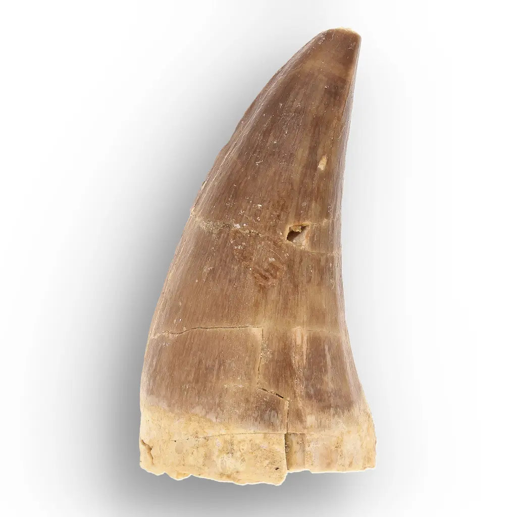 Get your Ancient Ocean Mosasaur Tooth from Morocco online now or in store at Forever Gems in Franschhoek, South Africa