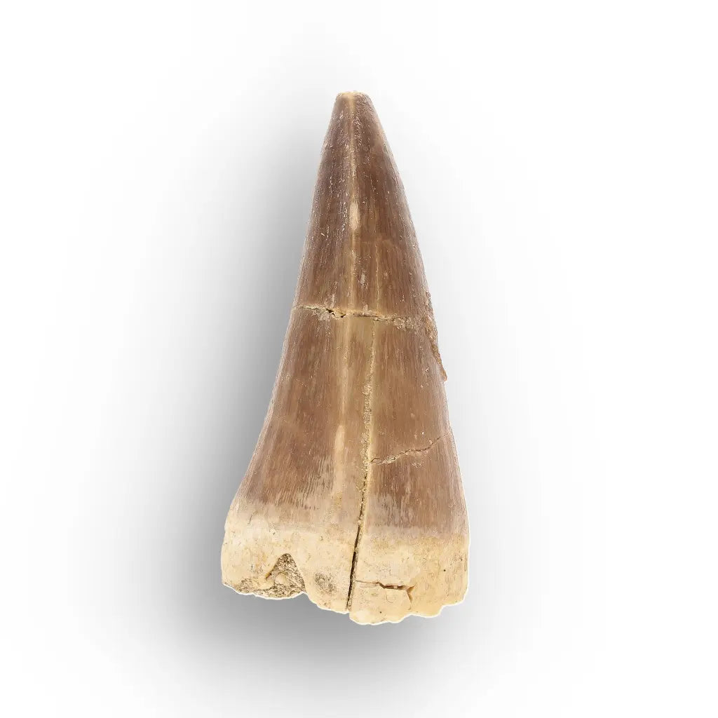 Get your Ancient Ocean Mosasaur Tooth from Morocco online now or in store at Forever Gems in Franschhoek, South Africa