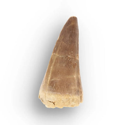 Get your Ancient Ocean Mosasaur Tooth from Morocco online now or in store at Forever Gems in Franschhoek, South Africa