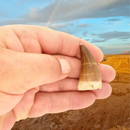 Get your Ancient Ocean Mosasaur Tooth from Morocco online now or in store at Forever Gems in Franschhoek, South Africa