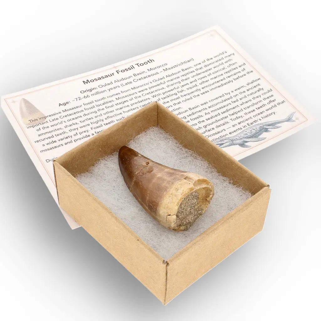 Get your Ancient Ocean Mosasaur Tooth from Morocco online now or in store at Forever Gems in Franschhoek, South Africa