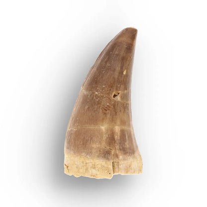 Get your Ancient Ocean Mosasaur Tooth from Morocco online now or in store at Forever Gems in Franschhoek, South Africa