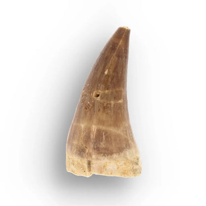 Get your Ancient Ocean Mosasaur Tooth from Morocco online now or in store at Forever Gems in Franschhoek, South Africa