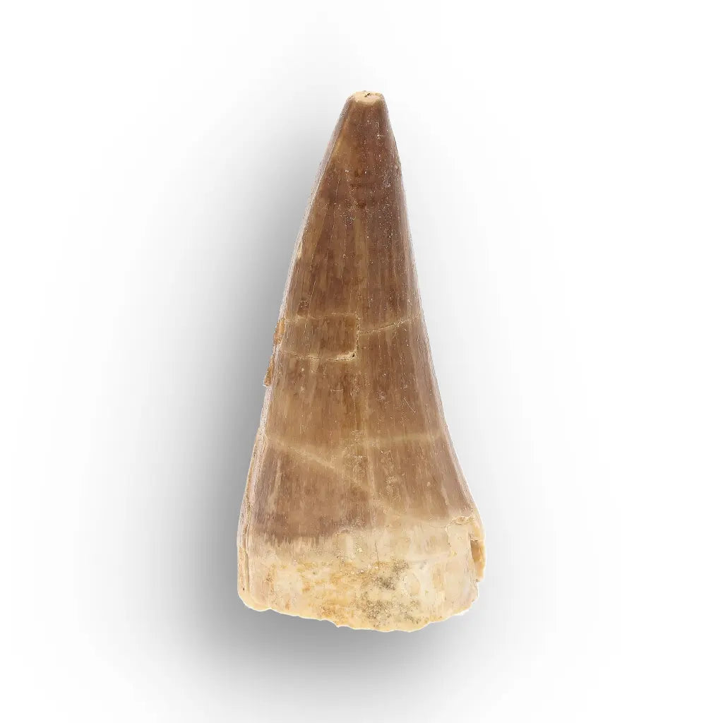 Get your Ancient Ocean Mosasaur Tooth from Morocco online now or in store at Forever Gems in Franschhoek, South Africa