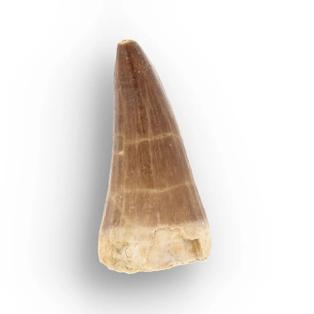 Get your Ancient Ocean Mosasaur Tooth from Morocco online now or in store at Forever Gems in Franschhoek, South Africa