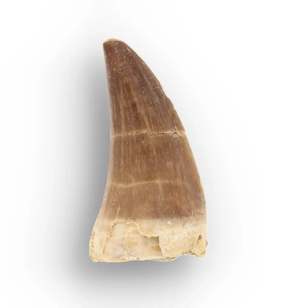 Get your Ancient Ocean Mosasaur Tooth from Morocco online now or in store at Forever Gems in Franschhoek, South Africa