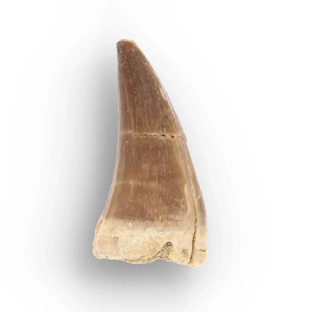 Get your Ancient Ocean Mosasaur Tooth from Morocco online now or in store at Forever Gems in Franschhoek, South Africa