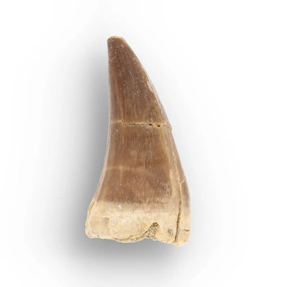 Get your Ancient Ocean Mosasaur Tooth from Morocco online now or in store at Forever Gems in Franschhoek, South Africa