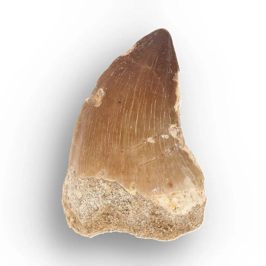 Get your Moroccan Mosasaur Tooth Fossil for Collectors online now or in store at Forever Gems in Franschhoek, South Africa