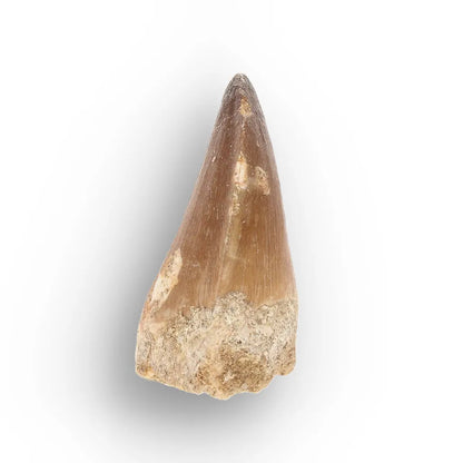 Get your Moroccan Mosasaur Tooth Fossil for Collectors online now or in store at Forever Gems in Franschhoek, South Africa