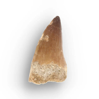 Get your Moroccan Mosasaur Tooth Fossil for Collectors online now or in store at Forever Gems in Franschhoek, South Africa