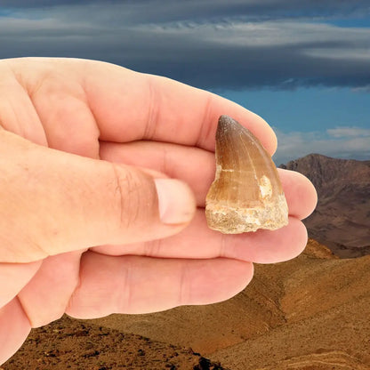 Get your Moroccan Mosasaur Tooth Fossil for Collectors online now or in store at Forever Gems in Franschhoek, South Africa