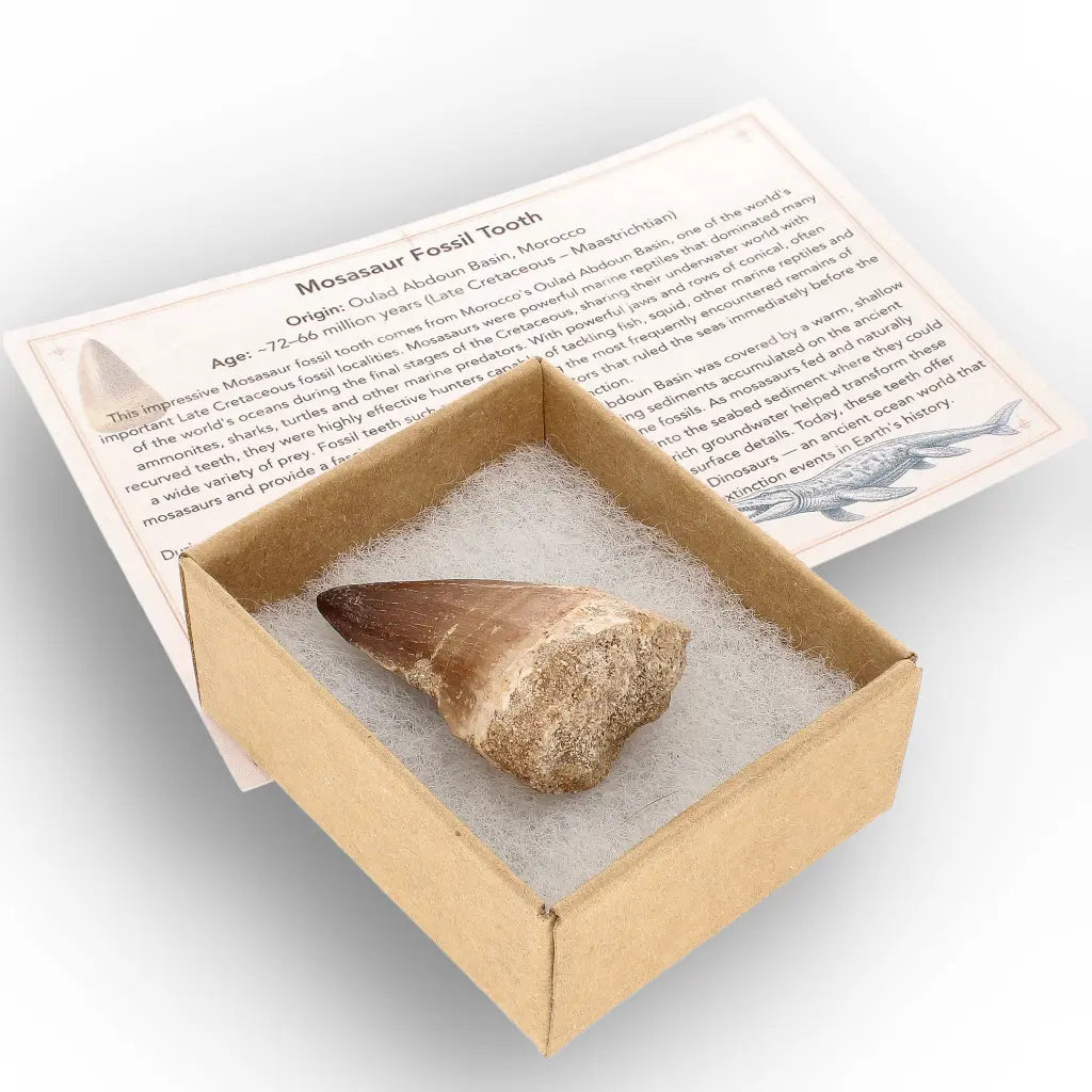 Get your Moroccan Mosasaur Tooth Fossil for Collectors online now or in store at Forever Gems in Franschhoek, South Africa
