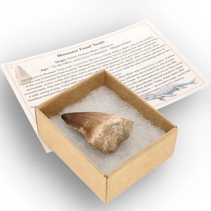 Get your Moroccan Mosasaur Tooth Fossil for Collectors online now or in store at Forever Gems in Franschhoek, South Africa