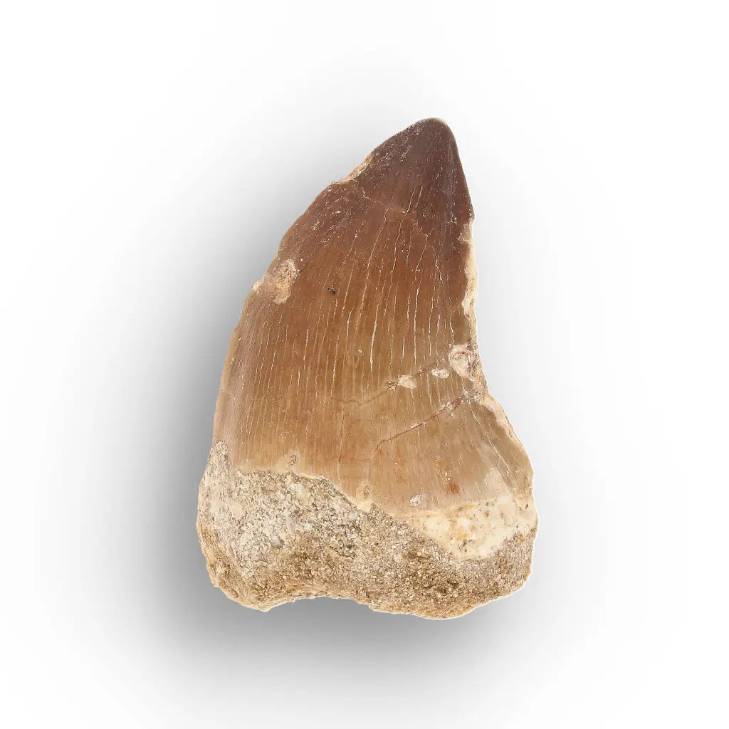Get your Moroccan Mosasaur Tooth Fossil for Collectors online now or in store at Forever Gems in Franschhoek, South Africa