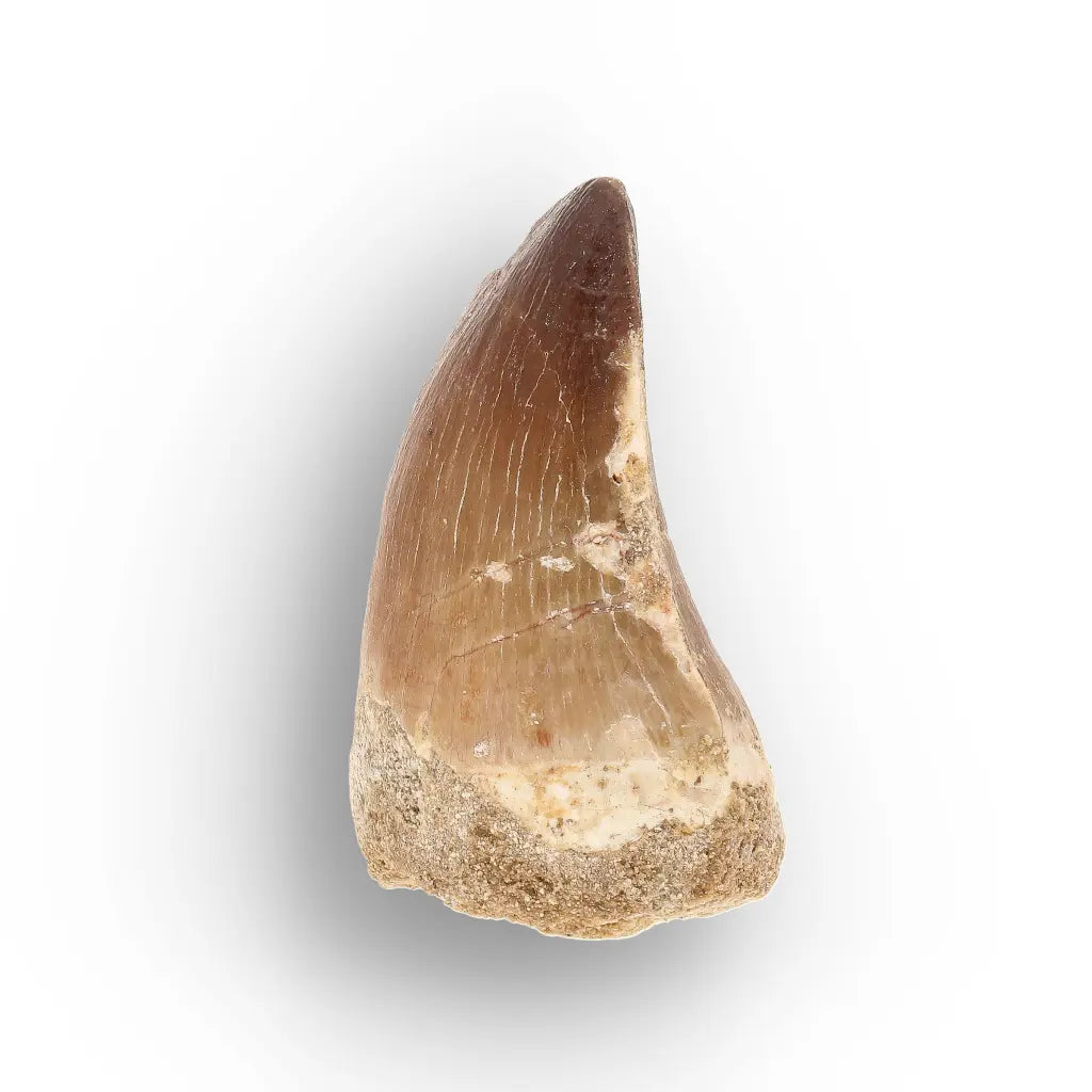 Get your Moroccan Mosasaur Tooth Fossil for Collectors online now or in store at Forever Gems in Franschhoek, South Africa