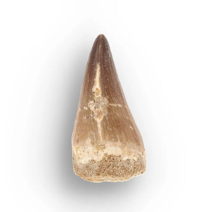 Get your Moroccan Mosasaur Tooth Fossil for Collectors online now or in store at Forever Gems in Franschhoek, South Africa