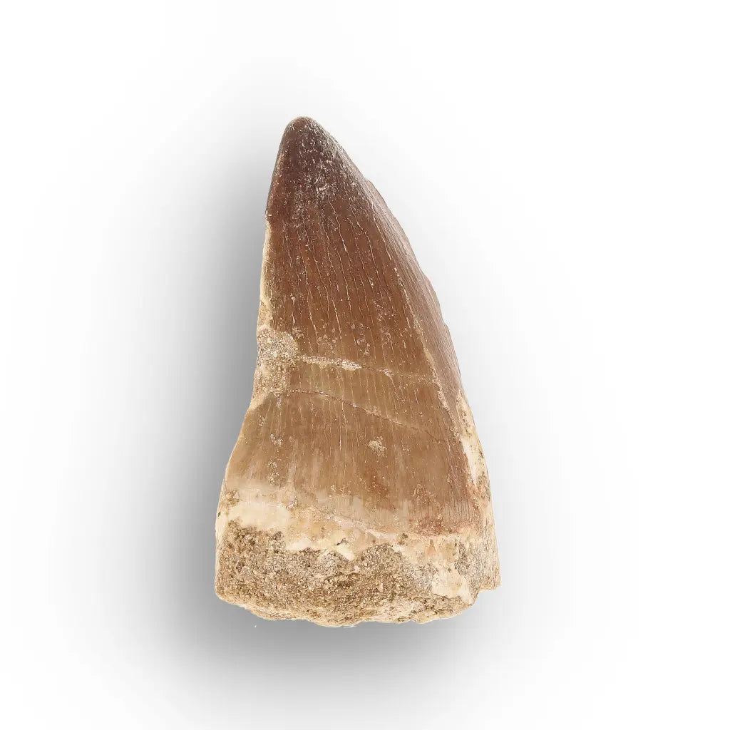 Get your Moroccan Mosasaur Tooth Fossil for Collectors online now or in store at Forever Gems in Franschhoek, South Africa