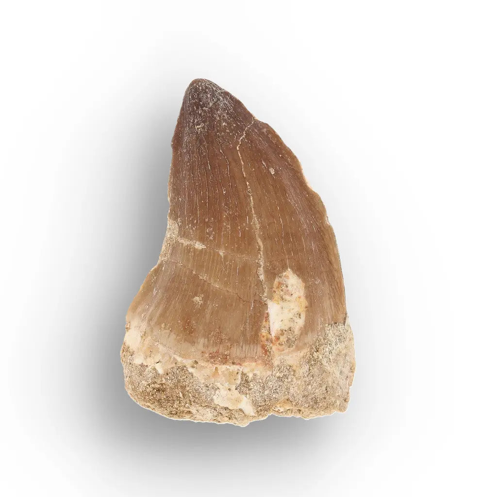 Get your Moroccan Mosasaur Tooth Fossil for Collectors online now or in store at Forever Gems in Franschhoek, South Africa