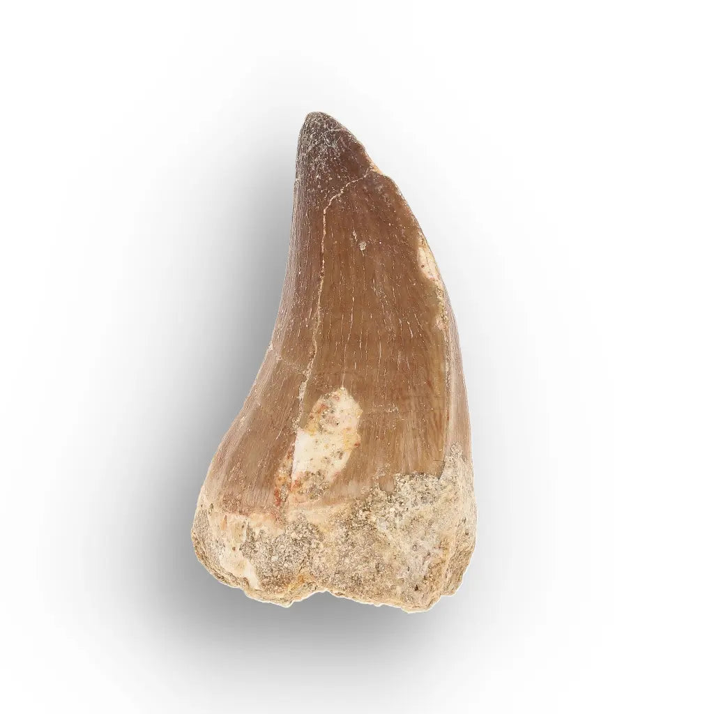 Get your Moroccan Mosasaur Tooth Fossil for Collectors online now or in store at Forever Gems in Franschhoek, South Africa