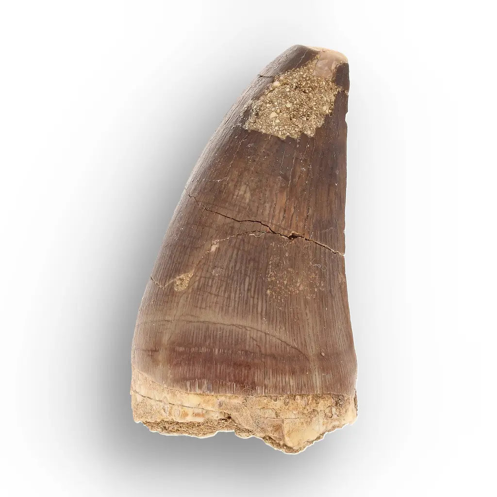 Get your Authentic Late Cretaceous Mosasaur Tooth Fossil online now or in store at Forever Gems in Franschhoek, South Africa