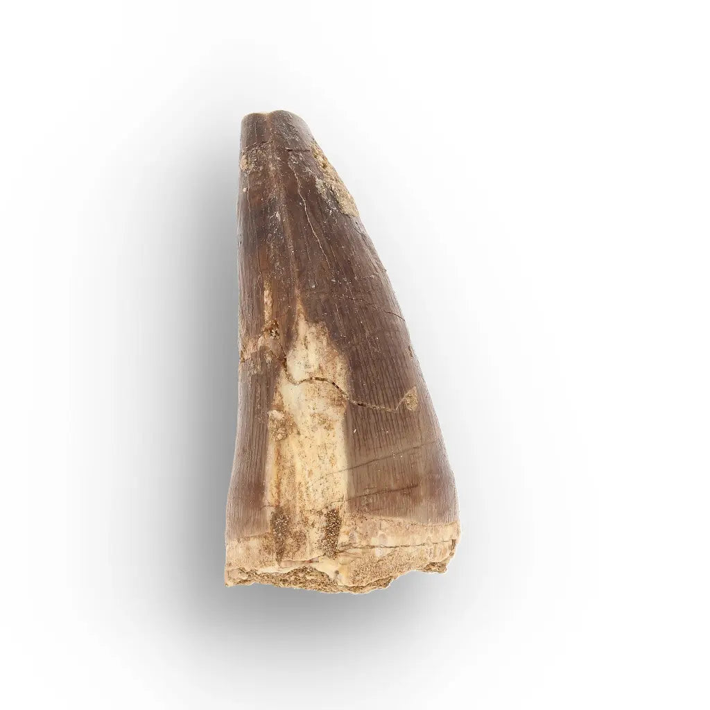 Get your Authentic Late Cretaceous Mosasaur Tooth Fossil online now or in store at Forever Gems in Franschhoek, South Africa