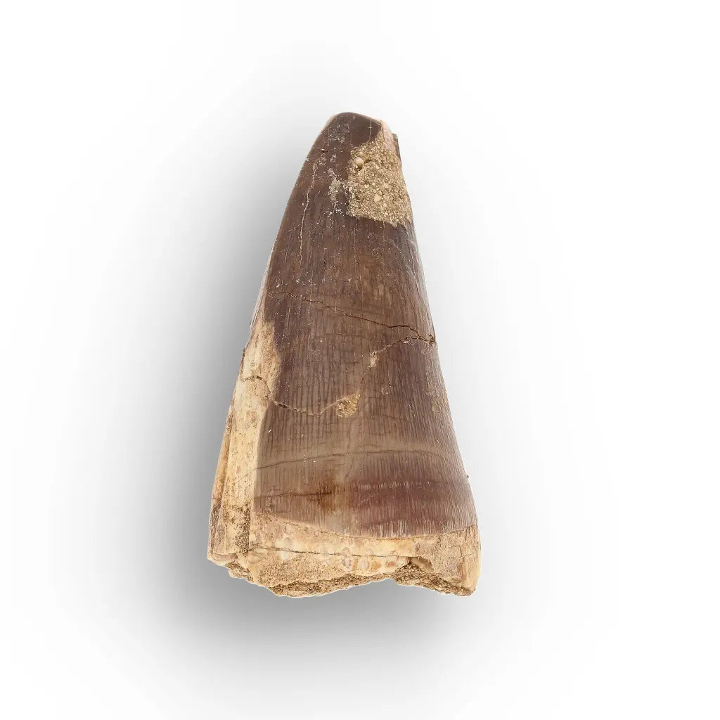 Get your Authentic Late Cretaceous Mosasaur Tooth Fossil online now or in store at Forever Gems in Franschhoek, South Africa