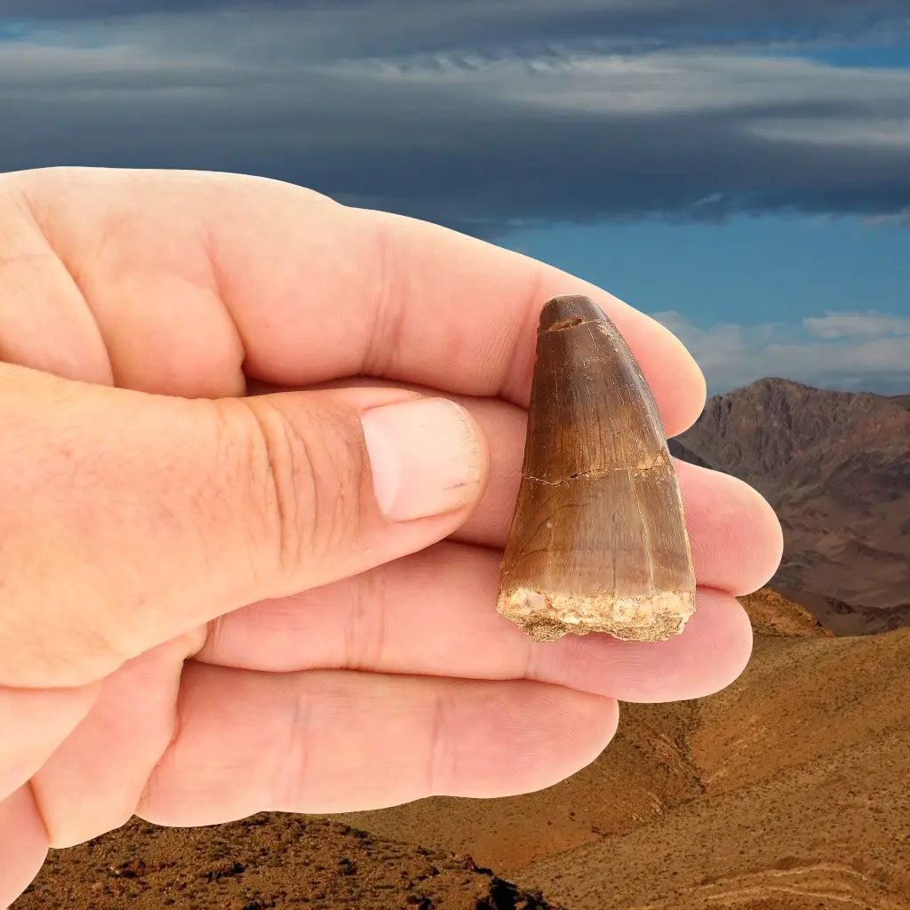 Get your Authentic Late Cretaceous Mosasaur Tooth Fossil online now or in store at Forever Gems in Franschhoek, South Africa