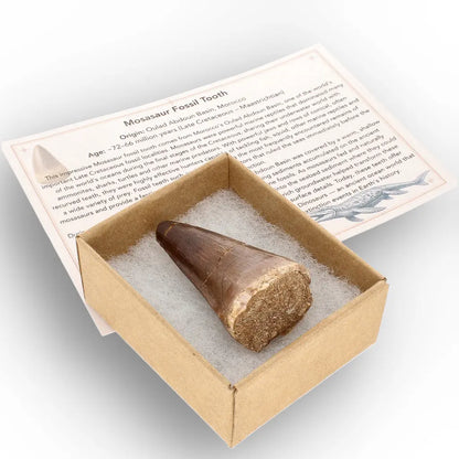Get your Authentic Late Cretaceous Mosasaur Tooth Fossil online now or in store at Forever Gems in Franschhoek, South Africa