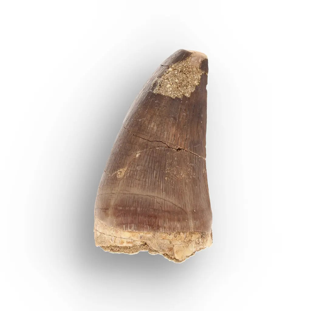 Get your Authentic Late Cretaceous Mosasaur Tooth Fossil online now or in store at Forever Gems in Franschhoek, South Africa