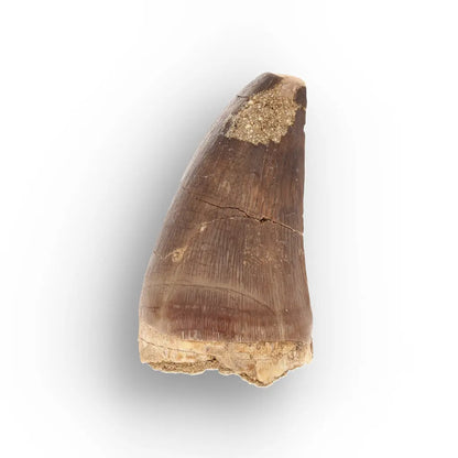 Get your Authentic Late Cretaceous Mosasaur Tooth Fossil online now or in store at Forever Gems in Franschhoek, South Africa