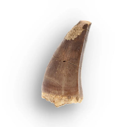 Get your Authentic Late Cretaceous Mosasaur Tooth Fossil online now or in store at Forever Gems in Franschhoek, South Africa