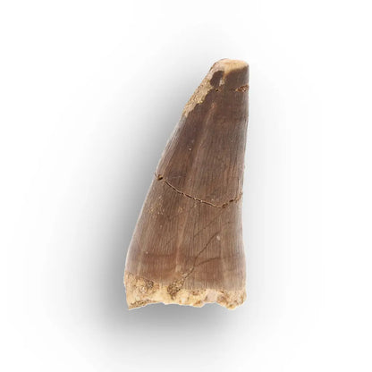 Get your Authentic Late Cretaceous Mosasaur Tooth Fossil online now or in store at Forever Gems in Franschhoek, South Africa