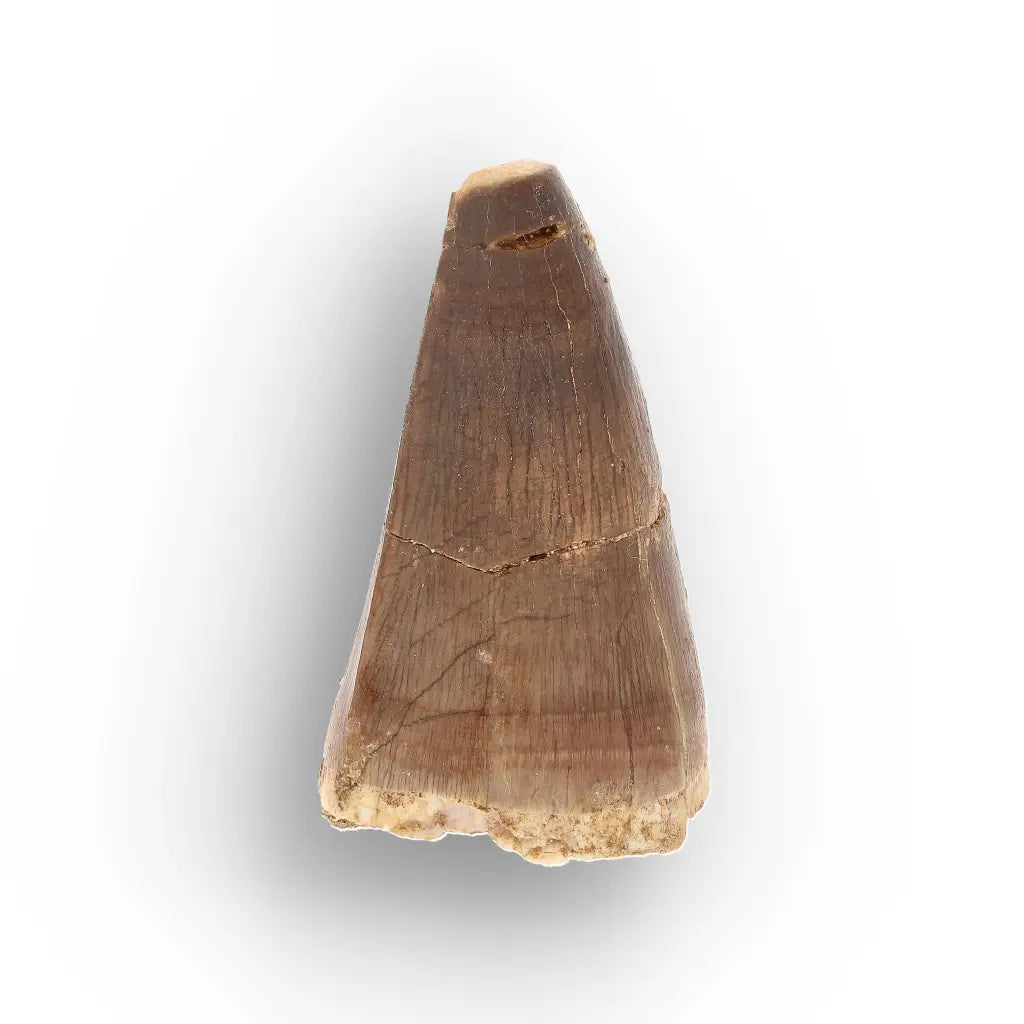 Get your Authentic Late Cretaceous Mosasaur Tooth Fossil online now or in store at Forever Gems in Franschhoek, South Africa