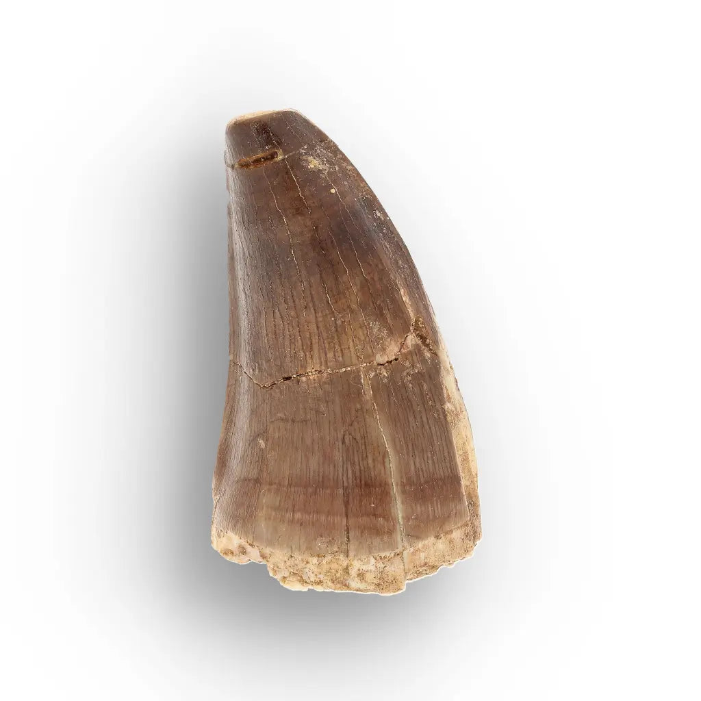 Get your Authentic Late Cretaceous Mosasaur Tooth Fossil online now or in store at Forever Gems in Franschhoek, South Africa