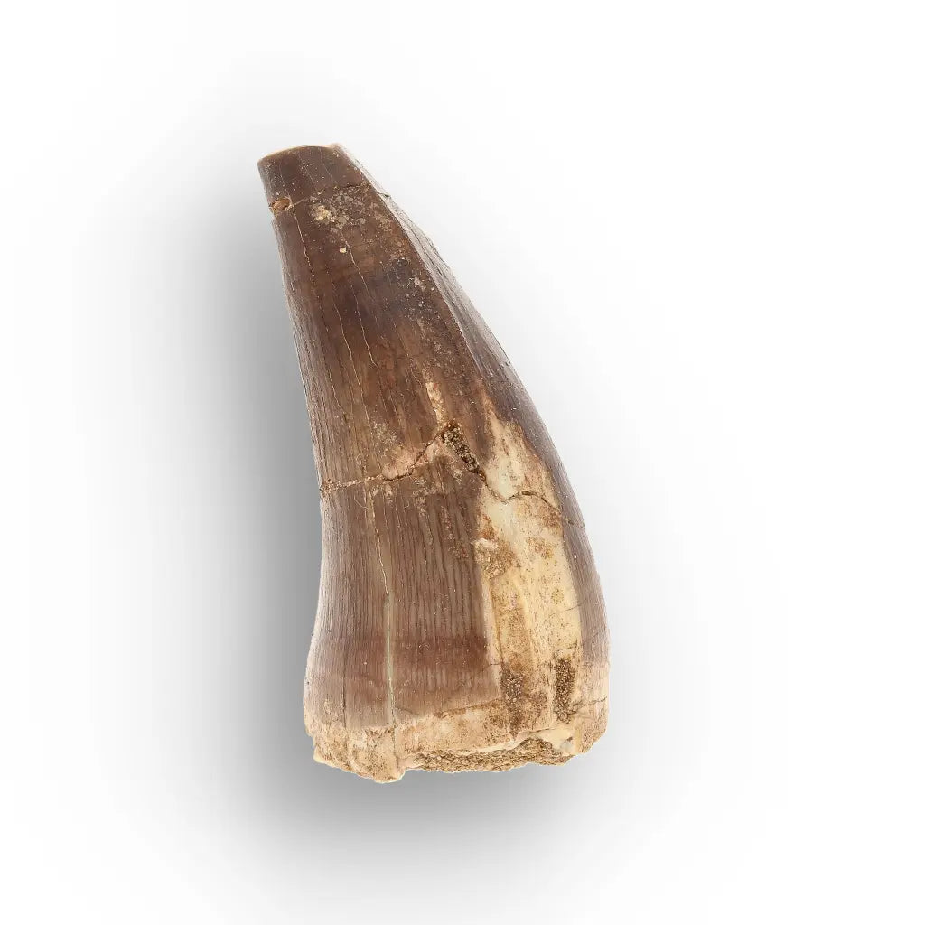 Get your Authentic Late Cretaceous Mosasaur Tooth Fossil online now or in store at Forever Gems in Franschhoek, South Africa