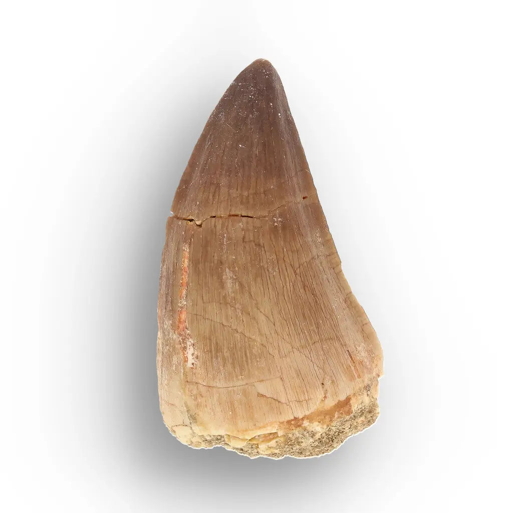 Get your Moroccan Mosasaur Fossil from the Ancient Oceans online now or in store at Forever Gems in Franschhoek, South Africa