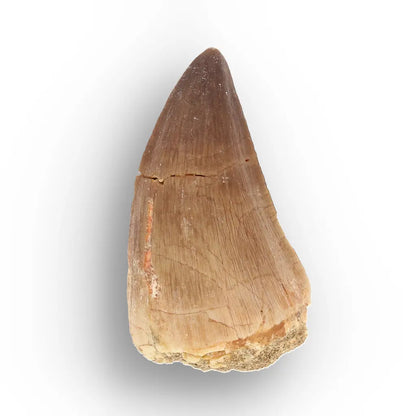 Get your Moroccan Mosasaur Fossil from the Ancient Oceans online now or in store at Forever Gems in Franschhoek, South Africa