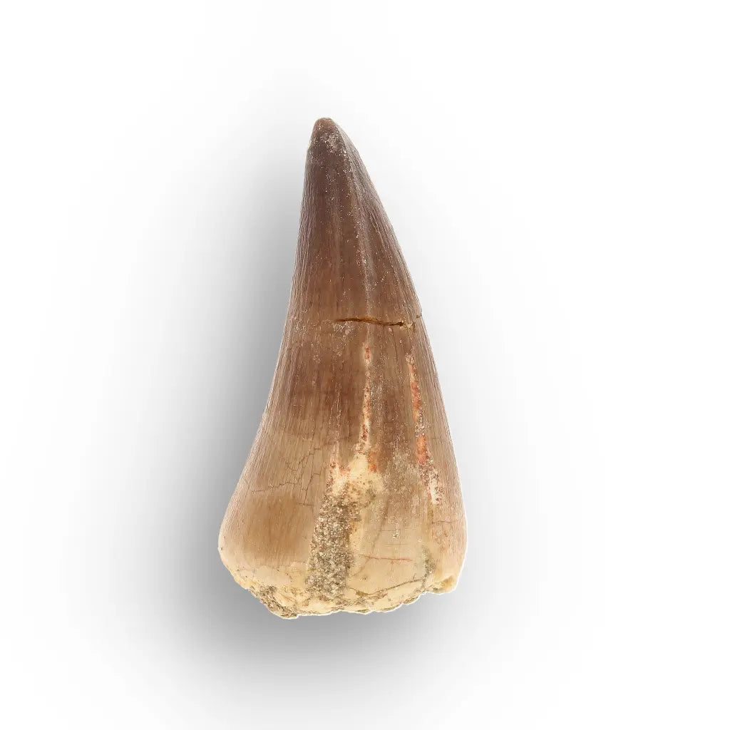 Get your Moroccan Mosasaur Fossil from the Ancient Oceans online now or in store at Forever Gems in Franschhoek, South Africa