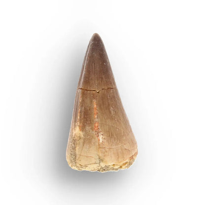 Get your Moroccan Mosasaur Fossil from the Ancient Oceans online now or in store at Forever Gems in Franschhoek, South Africa