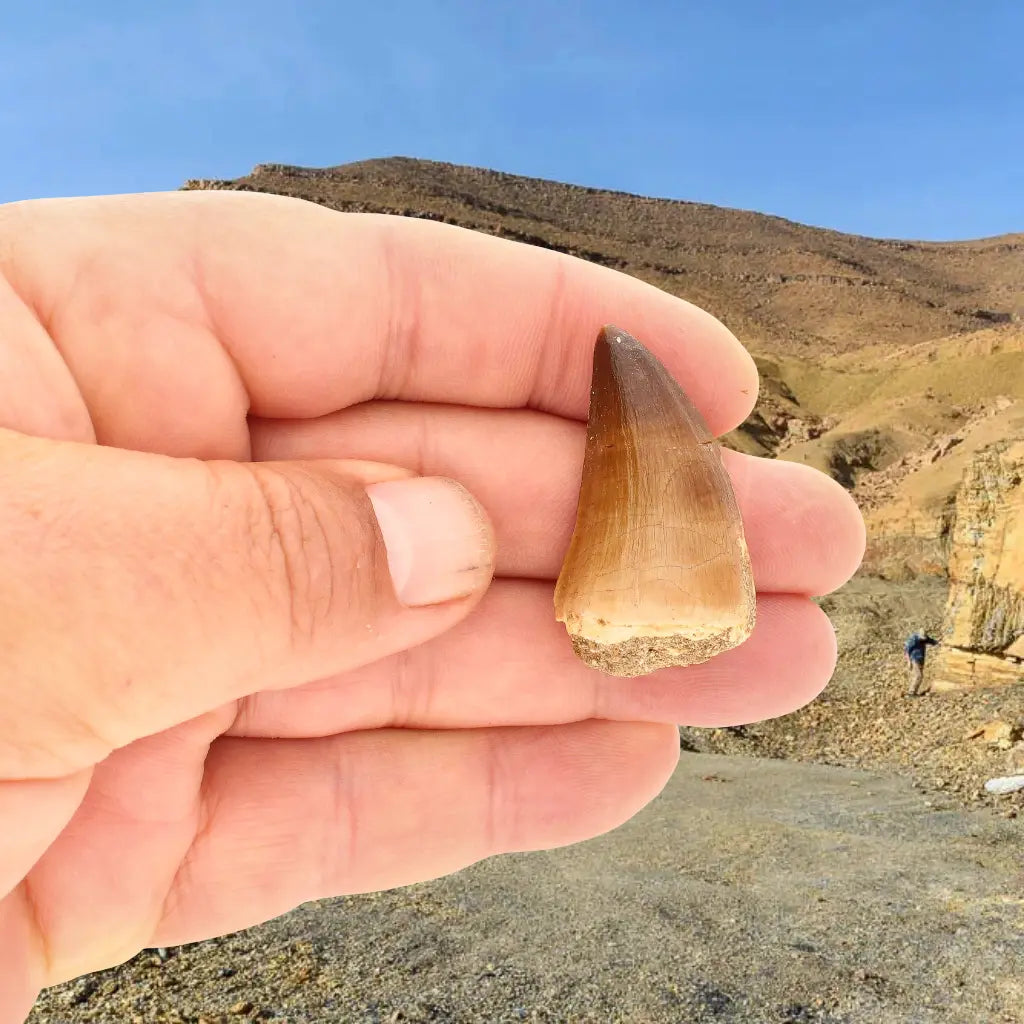 Get your Moroccan Mosasaur Fossil from the Ancient Oceans online now or in store at Forever Gems in Franschhoek, South Africa