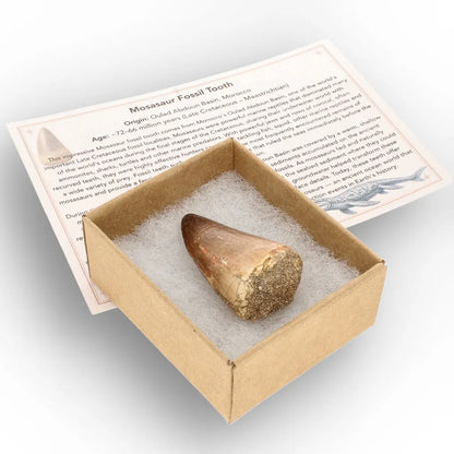 Get your Moroccan Mosasaur Fossil from the Ancient Oceans online now or in store at Forever Gems in Franschhoek, South Africa