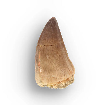 Get your Moroccan Mosasaur Fossil from the Ancient Oceans online now or in store at Forever Gems in Franschhoek, South Africa