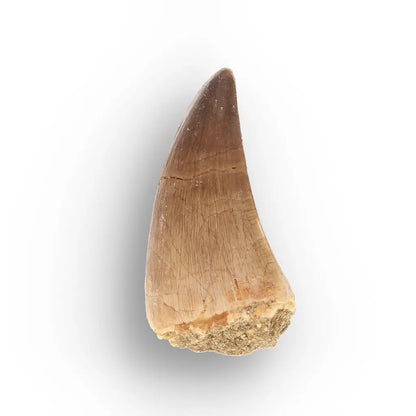 Get your Moroccan Mosasaur Fossil from the Ancient Oceans online now or in store at Forever Gems in Franschhoek, South Africa