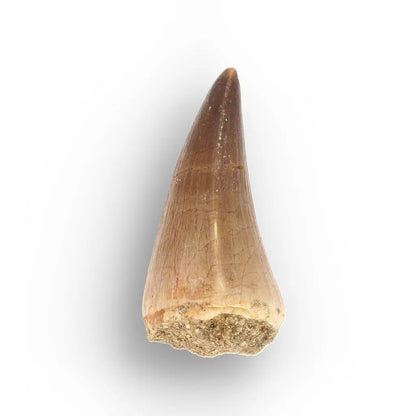 Get your Moroccan Mosasaur Fossil from the Ancient Oceans online now or in store at Forever Gems in Franschhoek, South Africa