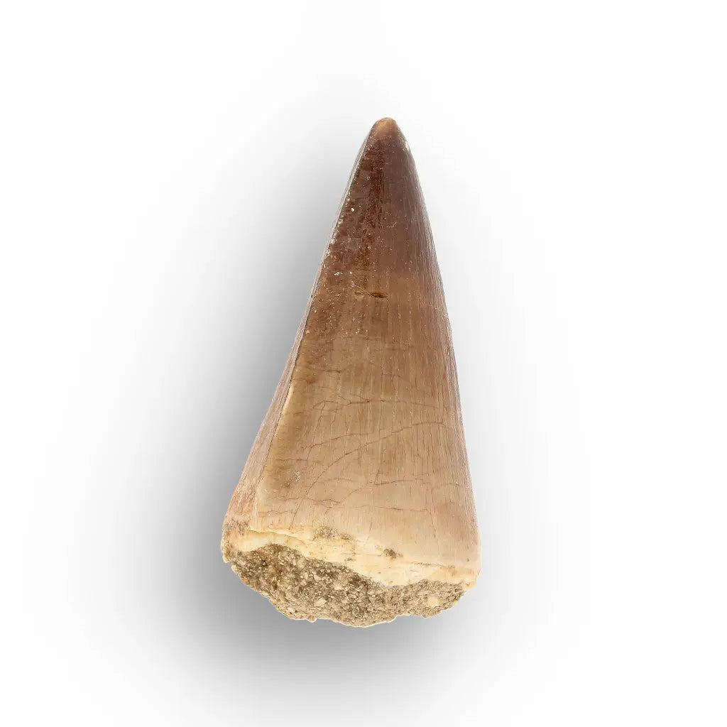Get your Moroccan Mosasaur Fossil from the Ancient Oceans online now or in store at Forever Gems in Franschhoek, South Africa