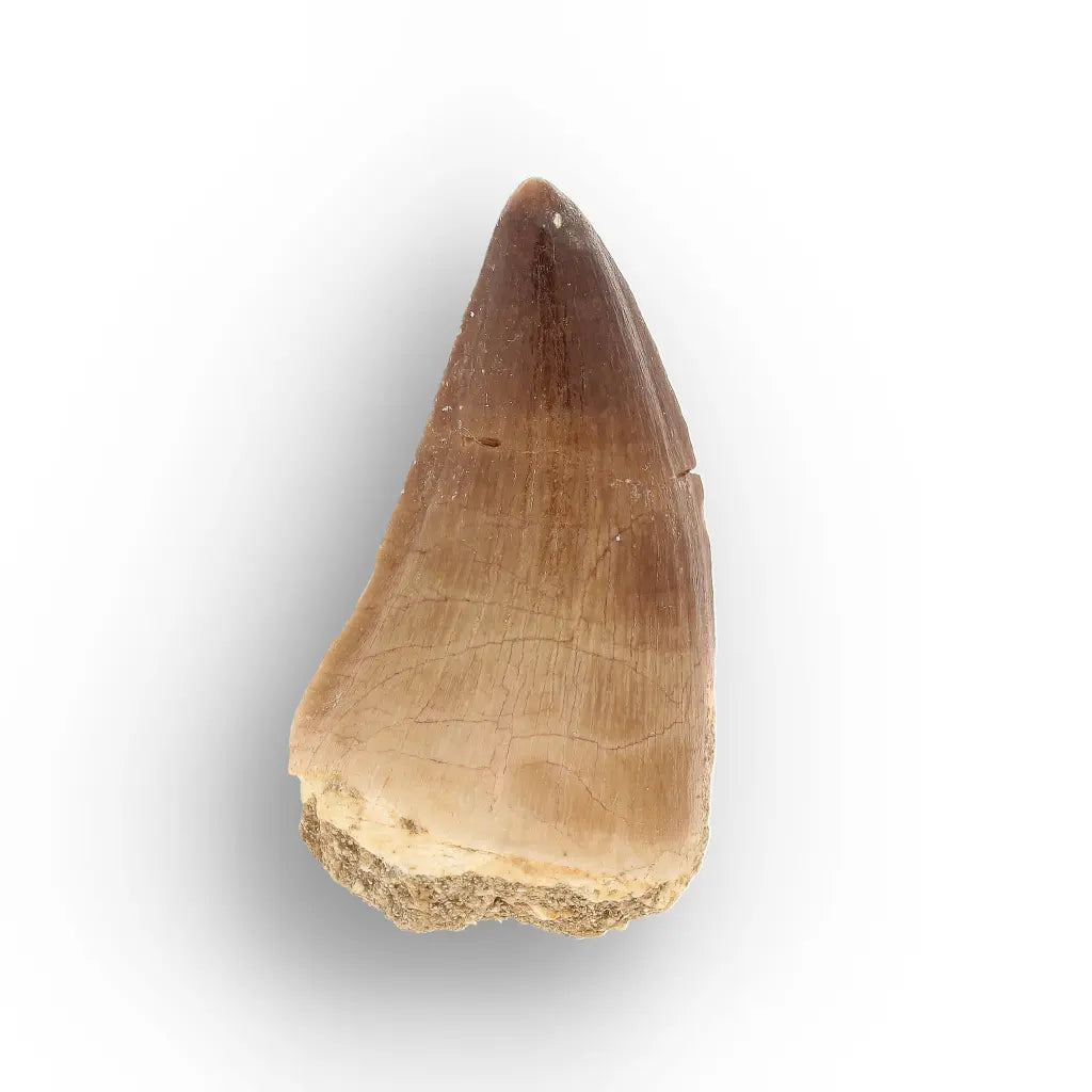 Get your Moroccan Mosasaur Fossil from the Ancient Oceans online now or in store at Forever Gems in Franschhoek, South Africa