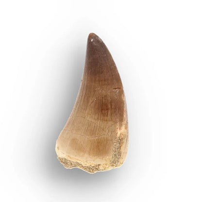 Get your Moroccan Mosasaur Fossil from the Ancient Oceans online now or in store at Forever Gems in Franschhoek, South Africa