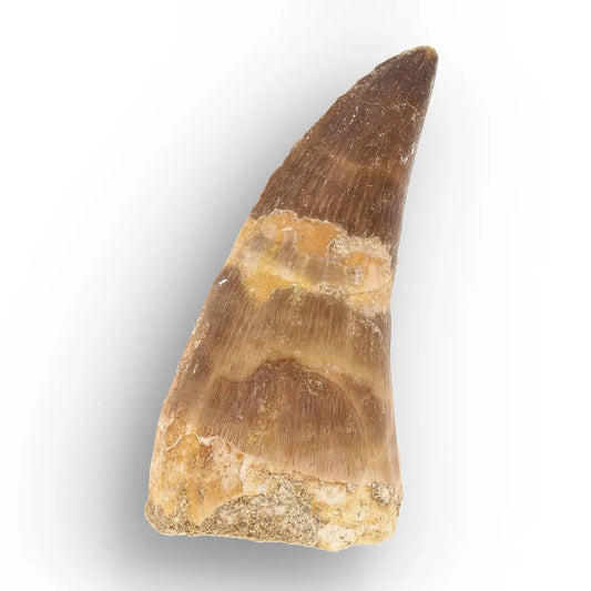 Get your Cretaceous Marine Reptile Mosasaur Tooth Fossil online now or in store at Forever Gems in Franschhoek, South Africa